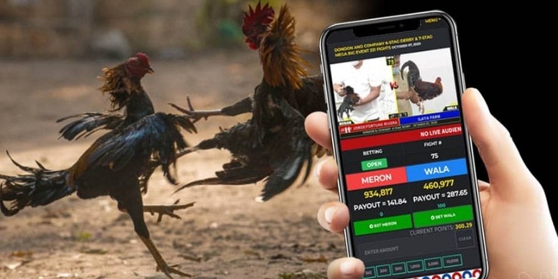 Cơ hội kiếm tiền trên 99OK thông qua các trận đá gà Thomo