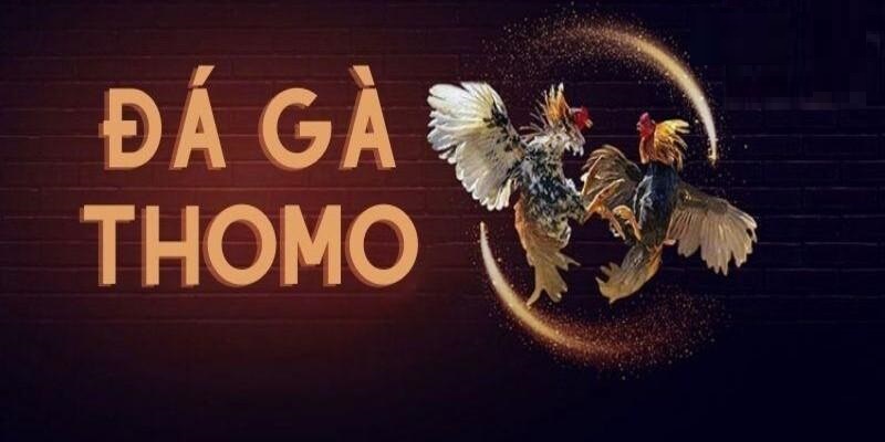 Đá gà Thomo mang đến những trải nghiệm giải trí đỉnh cao