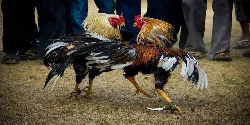 Mãn nhãn với những trận đá gà cựa dao đẳng cấp