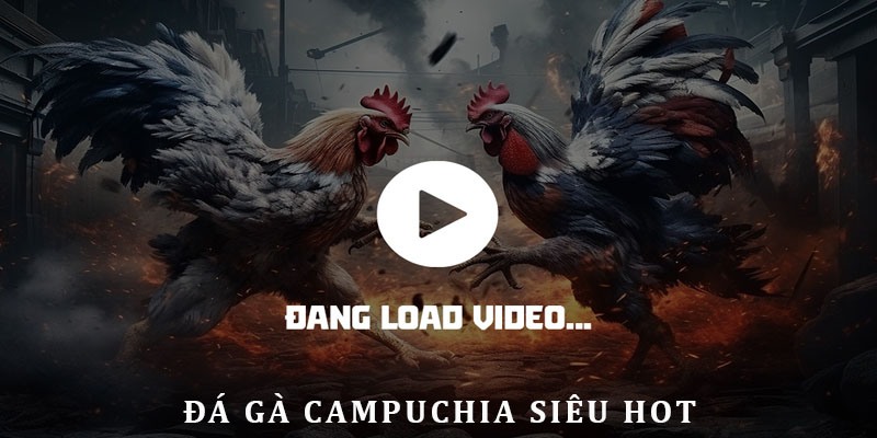 Đá gà Campuchia - siêu phẩm kinh điển tại 99OK