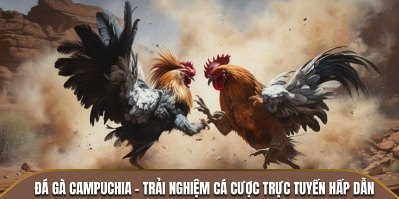 Chiến thuật dự đoán chọi kê Campuchia từ chuyên gia nhiều kinh nghiệm